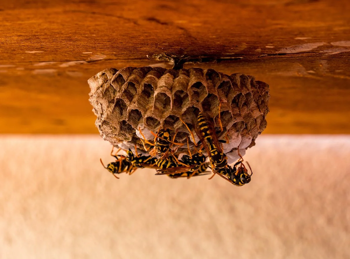 How Are Wasps Getting in My House? Tips for Prevention