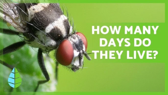 How Long Does Fly Lives? Complete Lifespan Guide