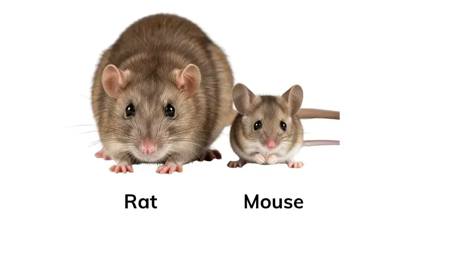Mouse vs Rat: How to Identify Them in Your Home