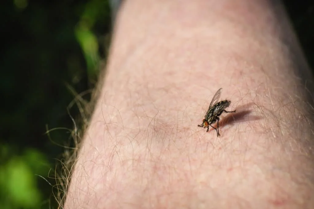 Do Flies Bite Humans? Facts and Myths Explained