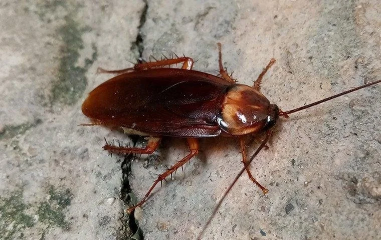 Do Cockroaches Have Wings? Types That Can Fly