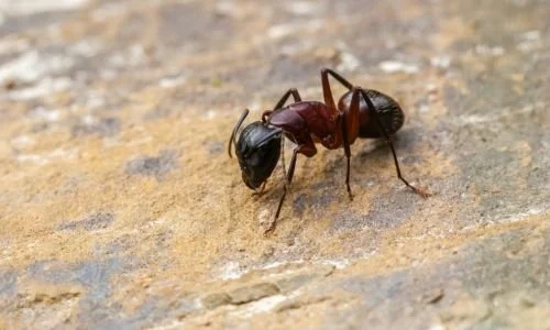 Do Ants Ever Sleep? Truth About Their Sleep Cycles