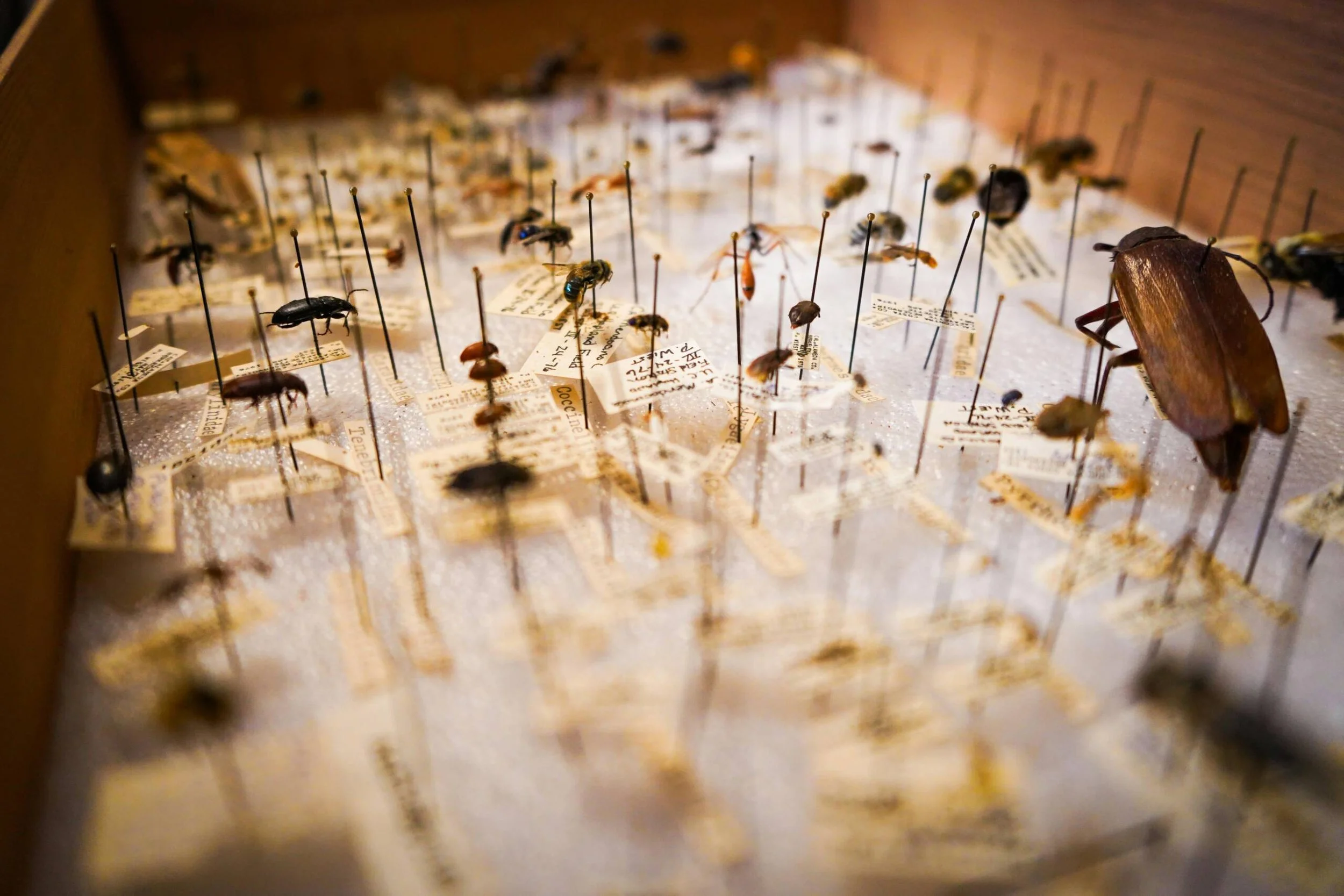 Will Roaches Eat Bed Bugs? What Science Says