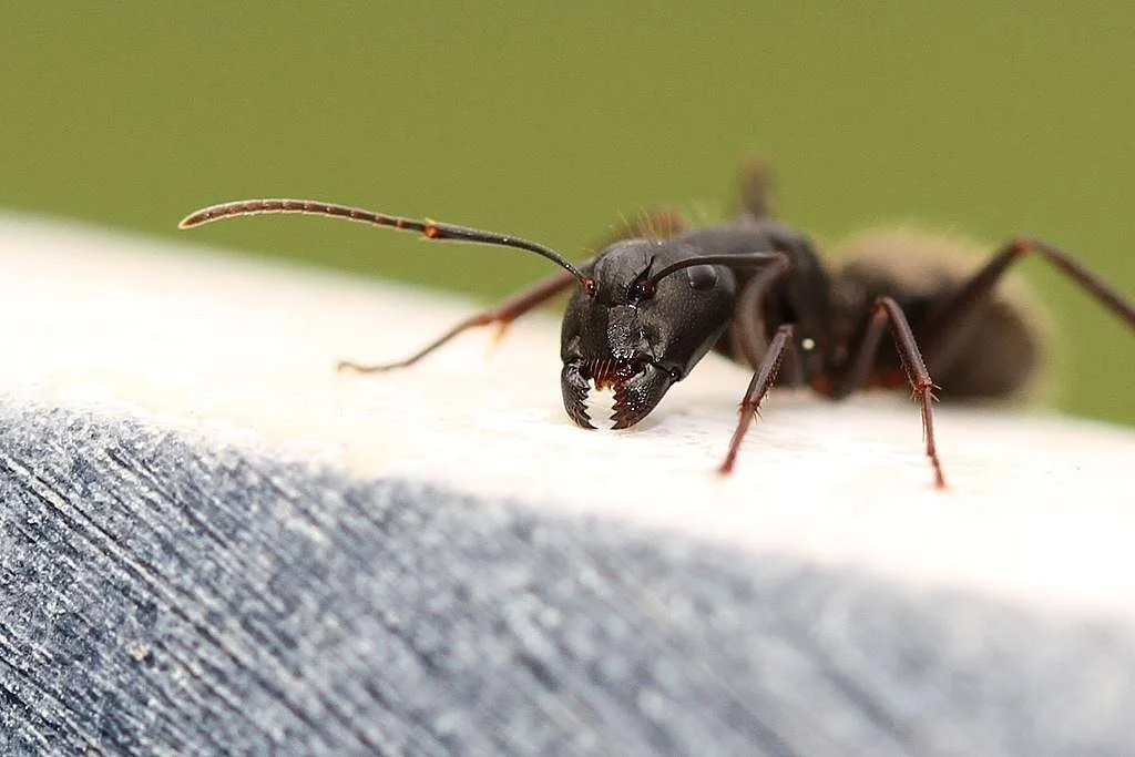 Do Ants Ever Sleep? Truth About Their Daily Routine