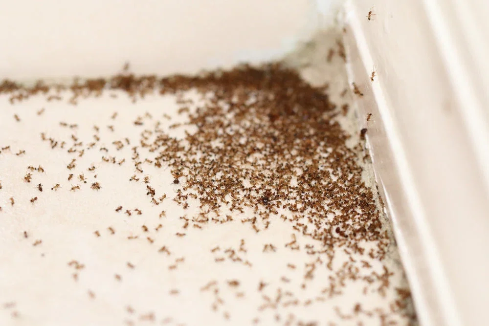 Indoor Carpenter Ant Nest: Signs and Removal Guide
