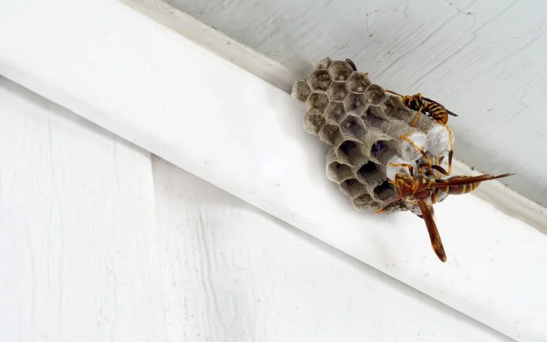 How to Get Rid of Wasp Nest Without Getting Stung?
