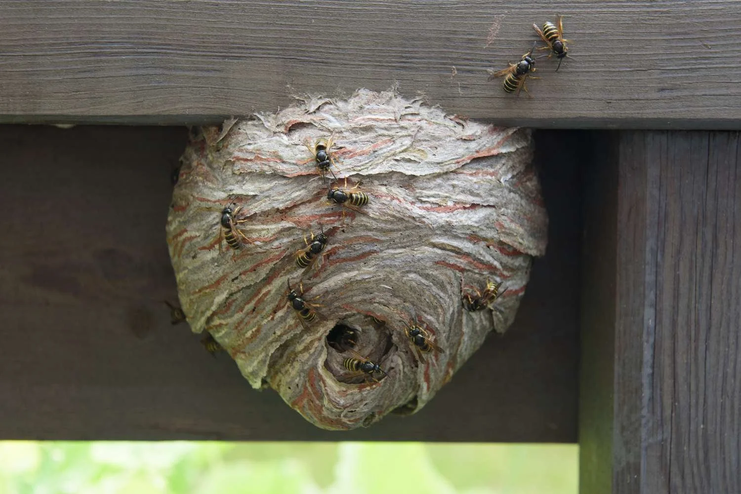 How to Dispose of a Wasp Nest After Removal?