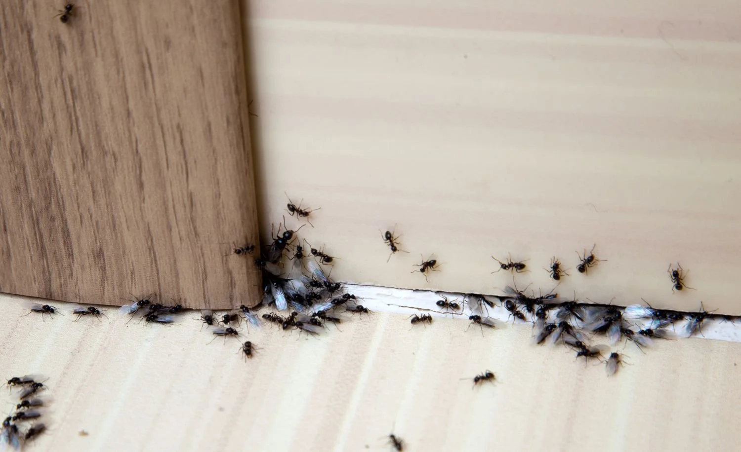 Does Baking Soda Kill Ants? Myth vs Reality