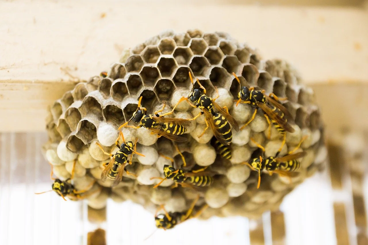 How to Eliminate Wasp Nest: Guide for Homeowners to Follow