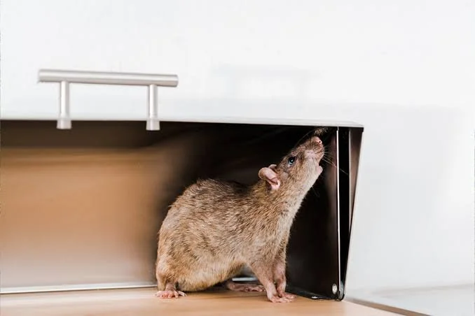 Rodent Prevention Tips: Best Practices for a Pest-Free Home