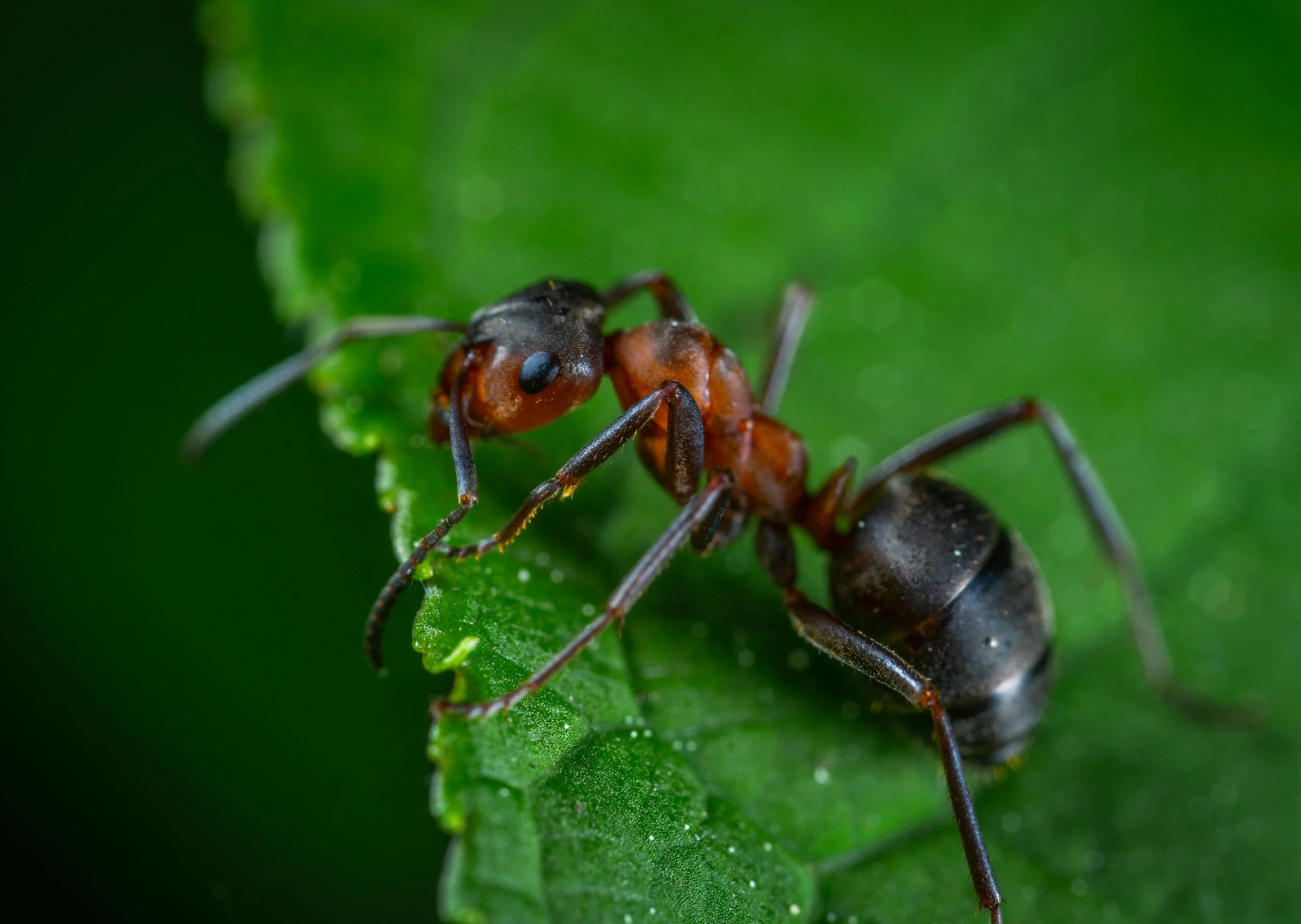 Ant Control Brampton: Prevention Tips That Actually Work