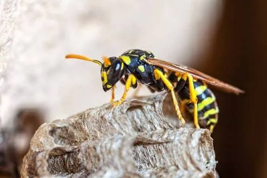 Wasp Control in Brampton: Seasonal Prevention Guide