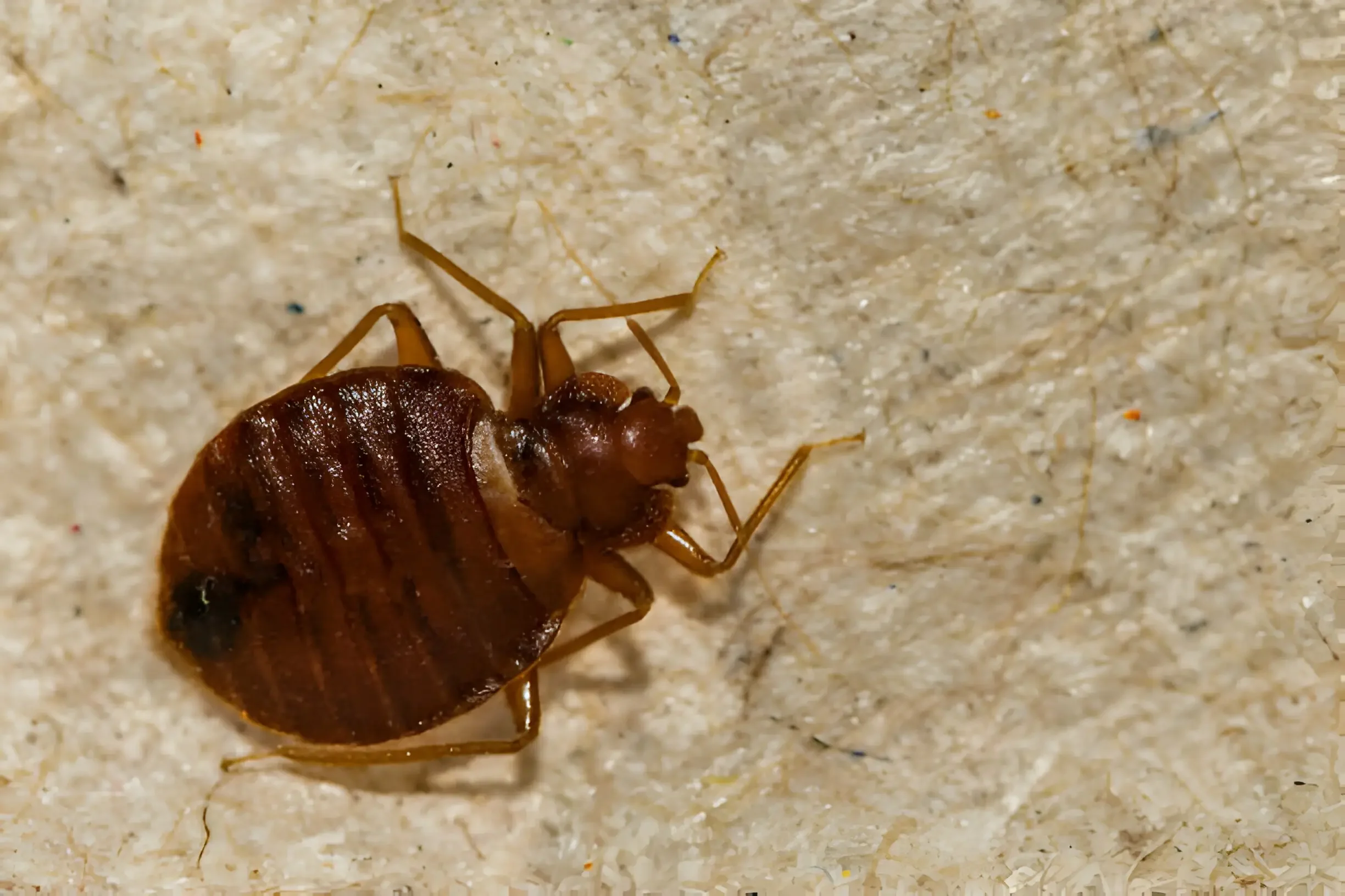 Bed Bug Control Brampton: How Fast Can They Spread?