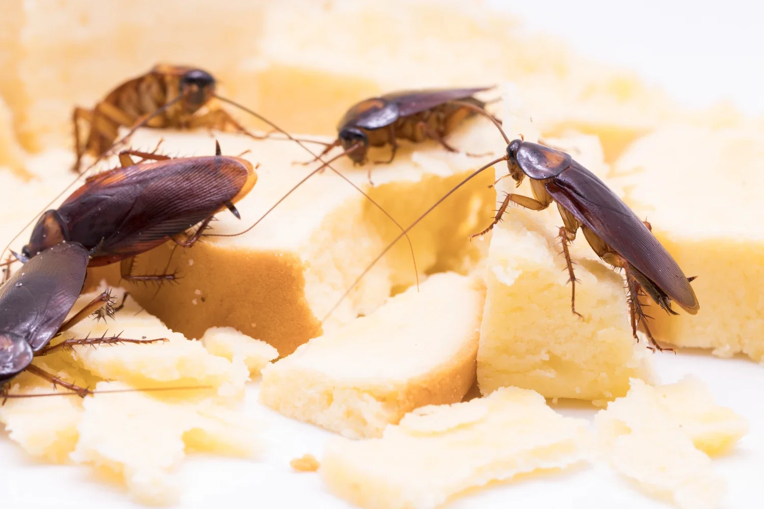 Cockroach Control Brampton: The Ultimate Prevention Checklist