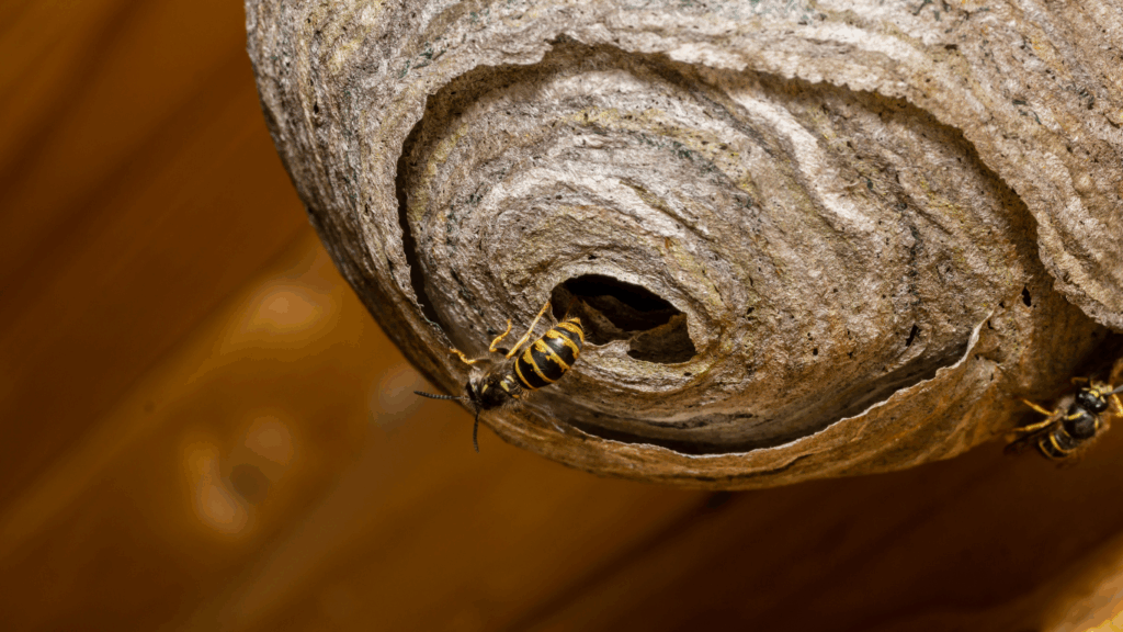Canada Wasp Surge: Hot Summers, Aggressive Fall Hornets