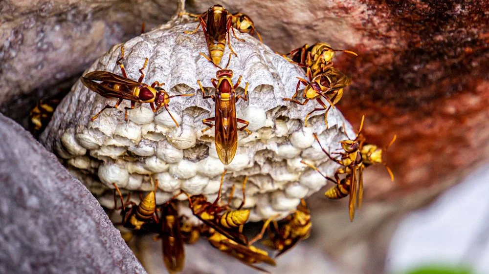 When to Call a Professional for Wasp Removal
