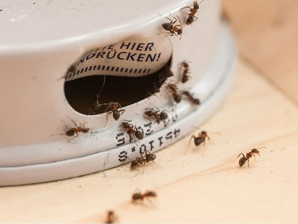 How to Prevent Ants in Your Home