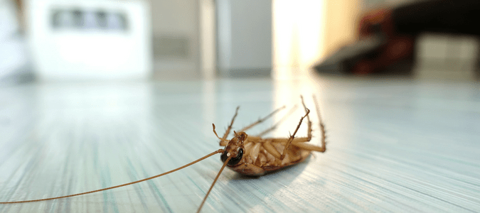 Are Cockroaches Easy to Get Rid of?