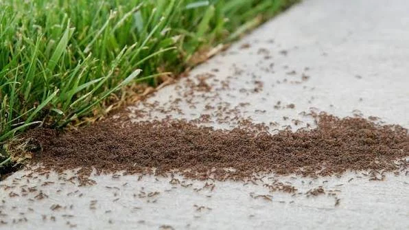 How to Control Ants Outside: A Practical Guide for Ontario Homes