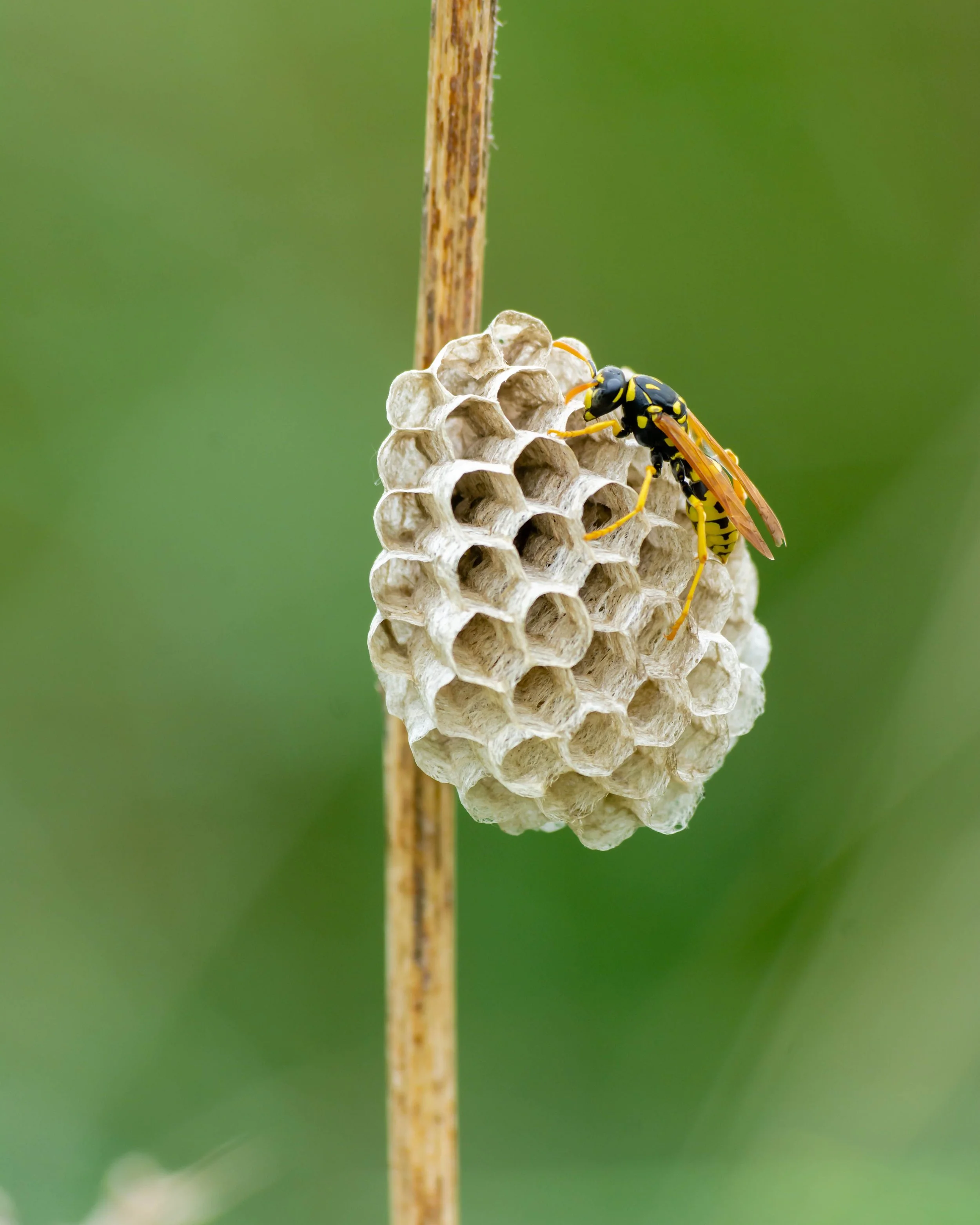 wasp-control-brampton