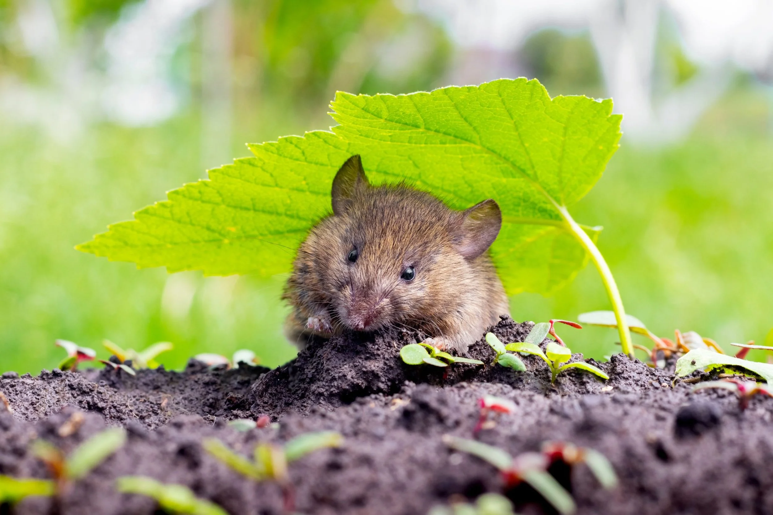 rodent-control-cambridge