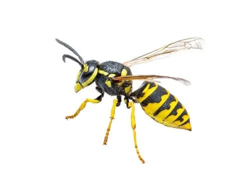 yellowjacket.jpg