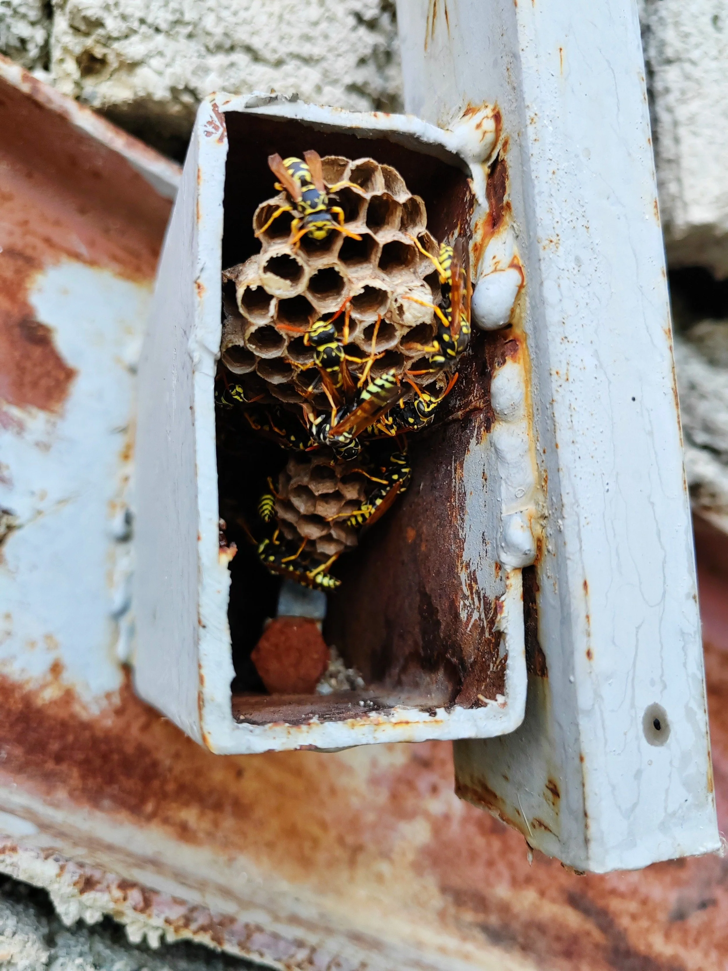 wasp-control-brampton