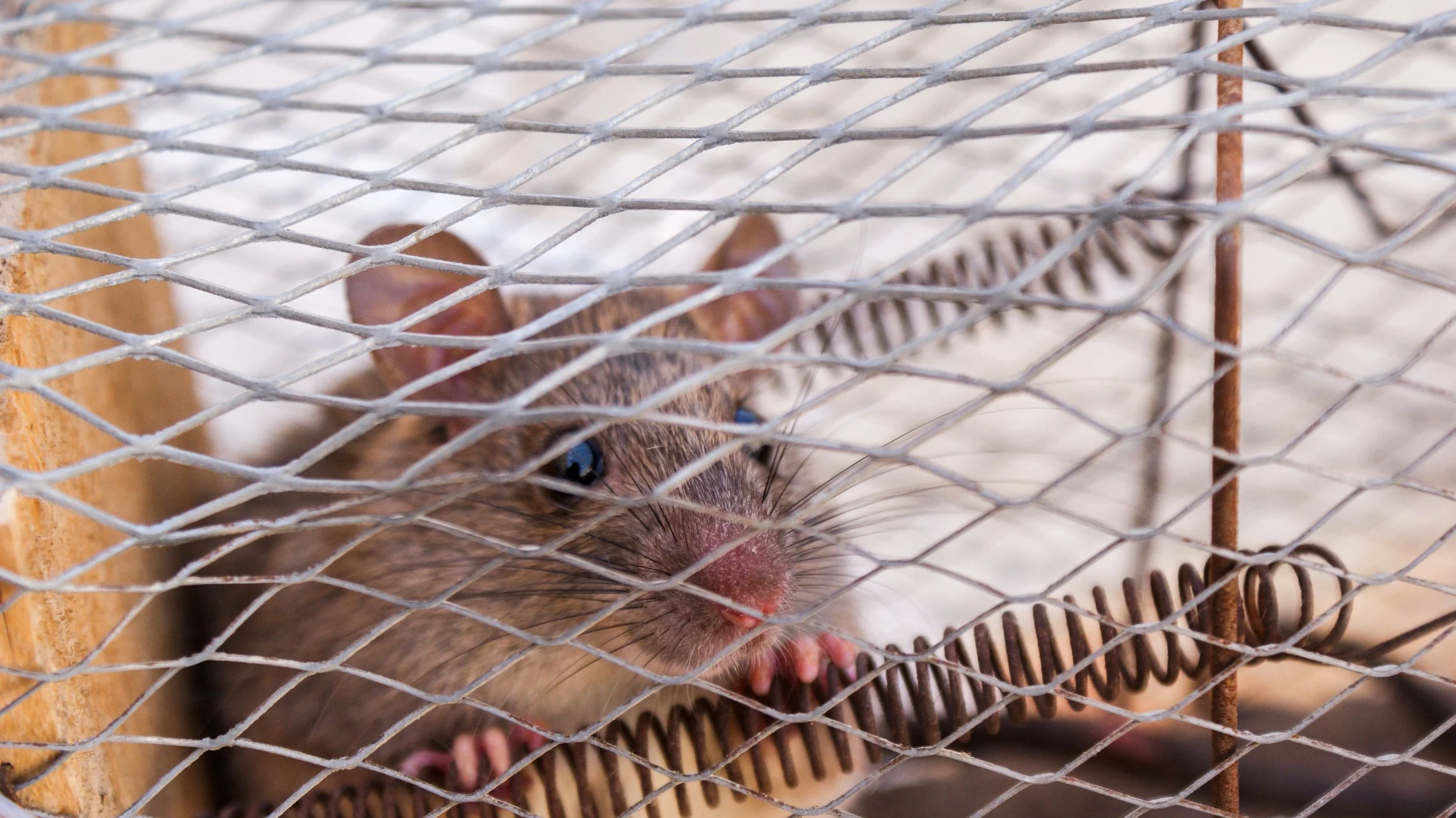 rat-control-st-catharines