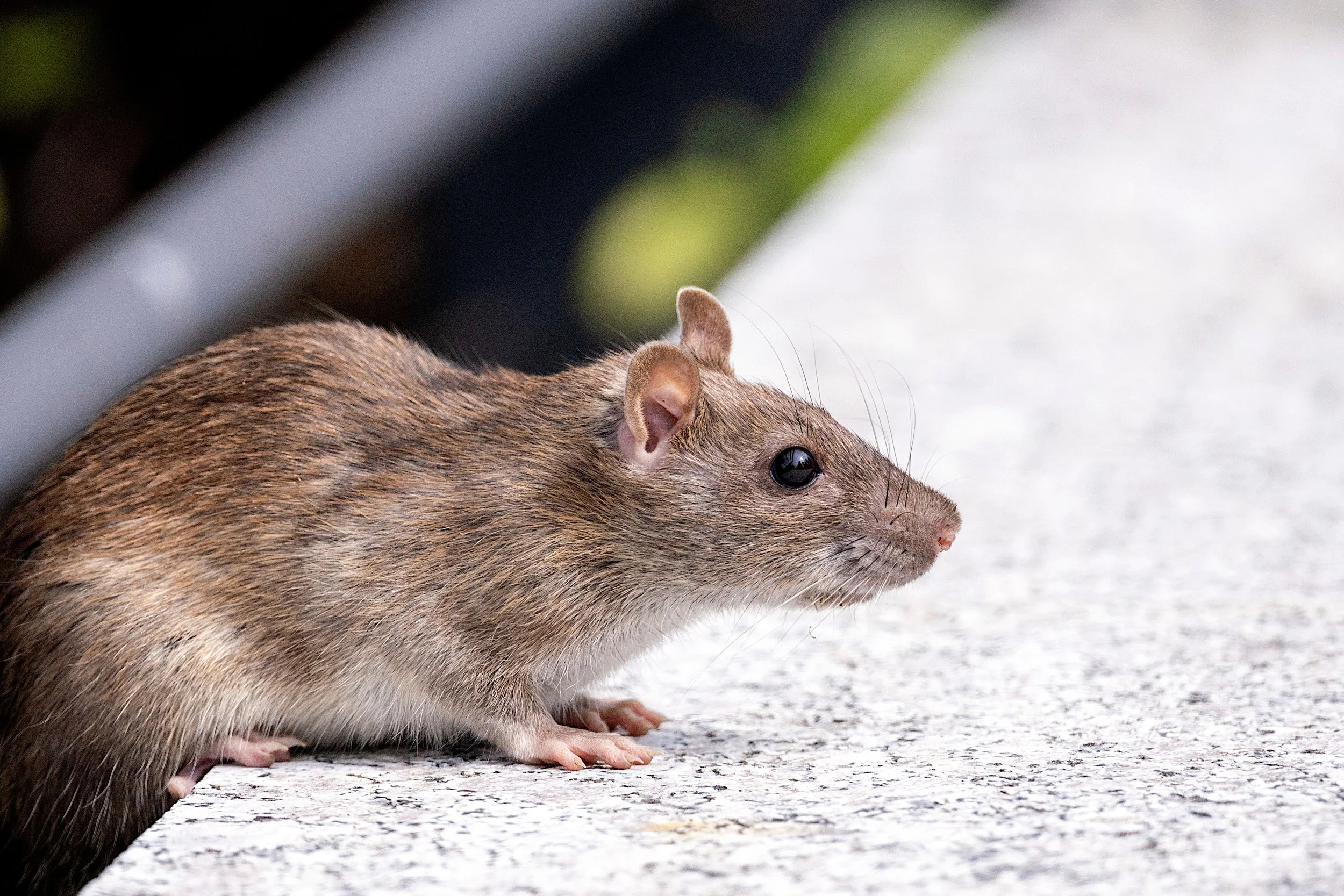 rat-control-st-catharines