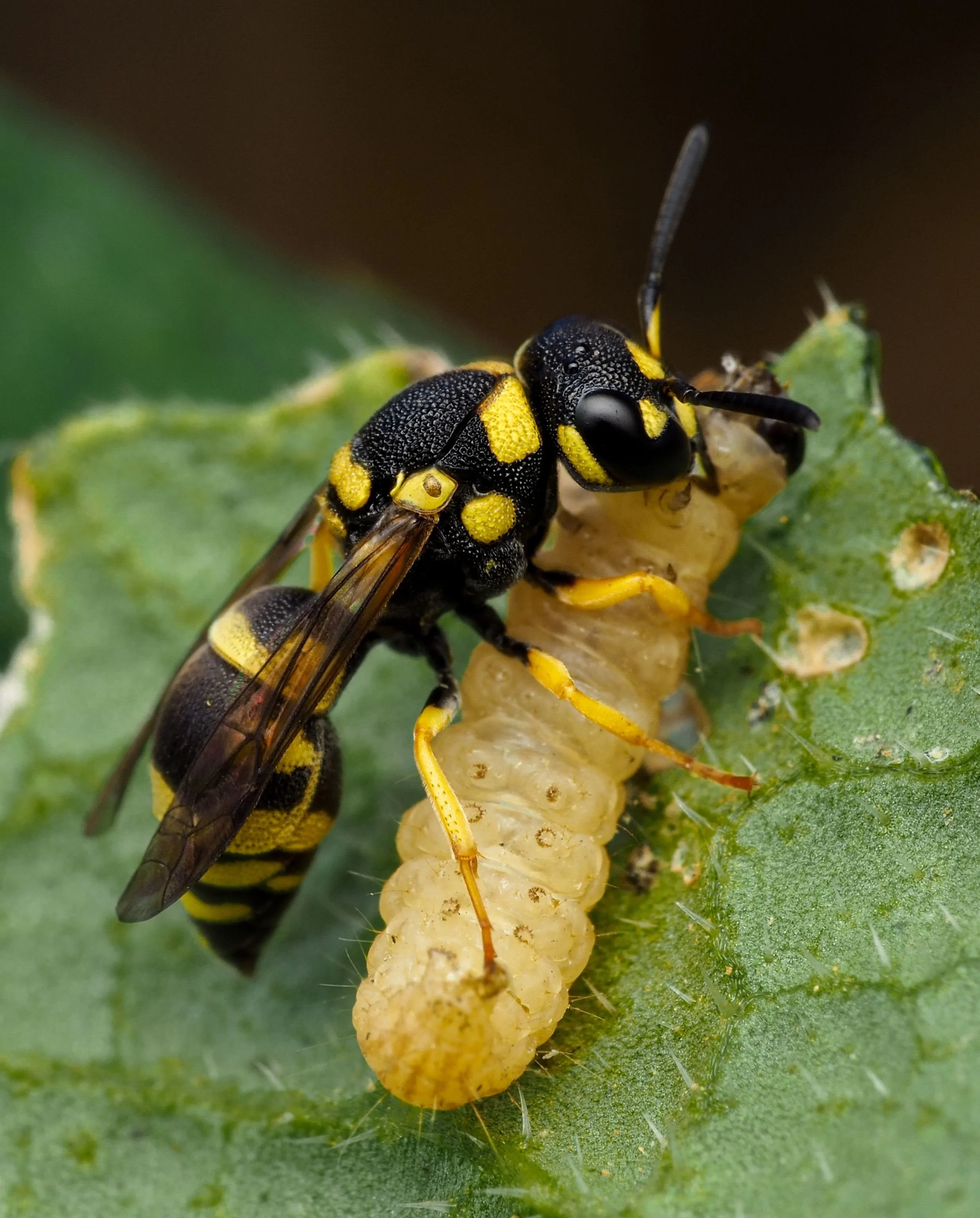 wasp-control-brampton