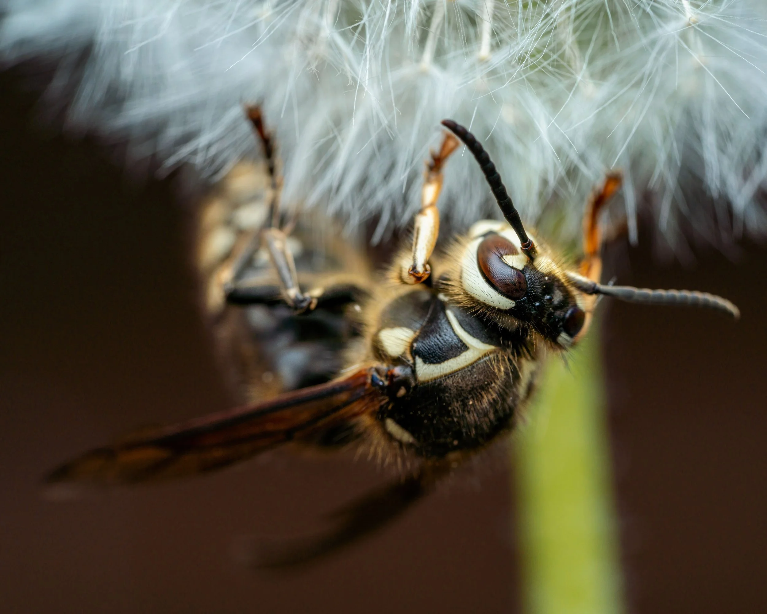 wasp-control-hamilton