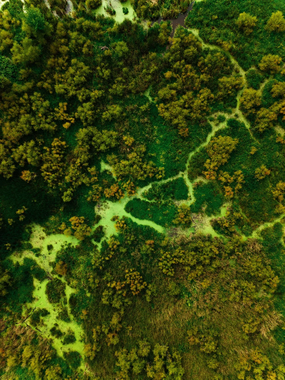 Green veins — places photograph by Visual Motions