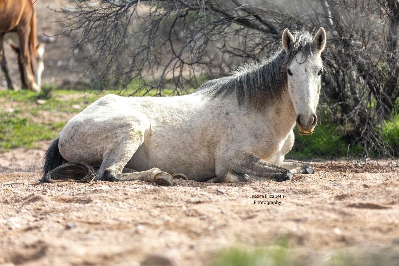 The wild ones of salt river.
#equinephotography  #equinephotographersnetwork  #arizona #saltriverwildhorses  #equinephotographer  #gallatinhorsephotographer