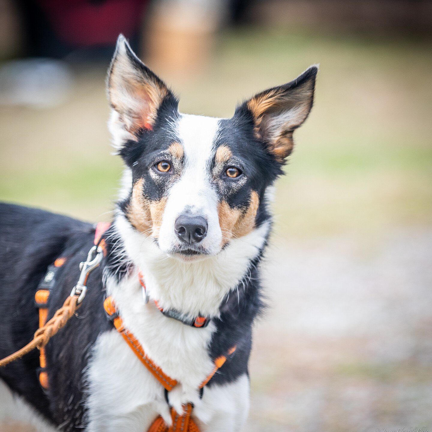 Let the games begin! 
Had the opportunity to photograph our canine friends at the NASDA dog trials compete in hunting and scent courses.

#nasda #dogphotography #scentworkdogs #dogsofinstagram