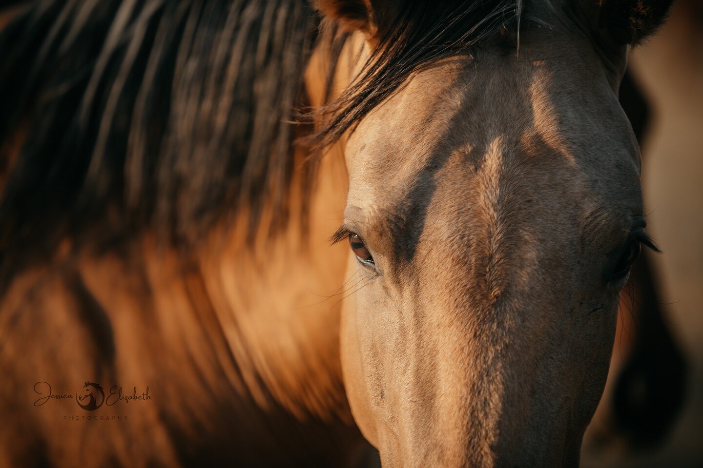 &quot;When a rider gazes into a horse's eyes they find a part of themselves thought never to be found...&quot;

-unknown
#horsephotography #equinephotographersnetwork #horsesofinstagram #gallatinhorsephotographer #nashvillehorsephotographer
