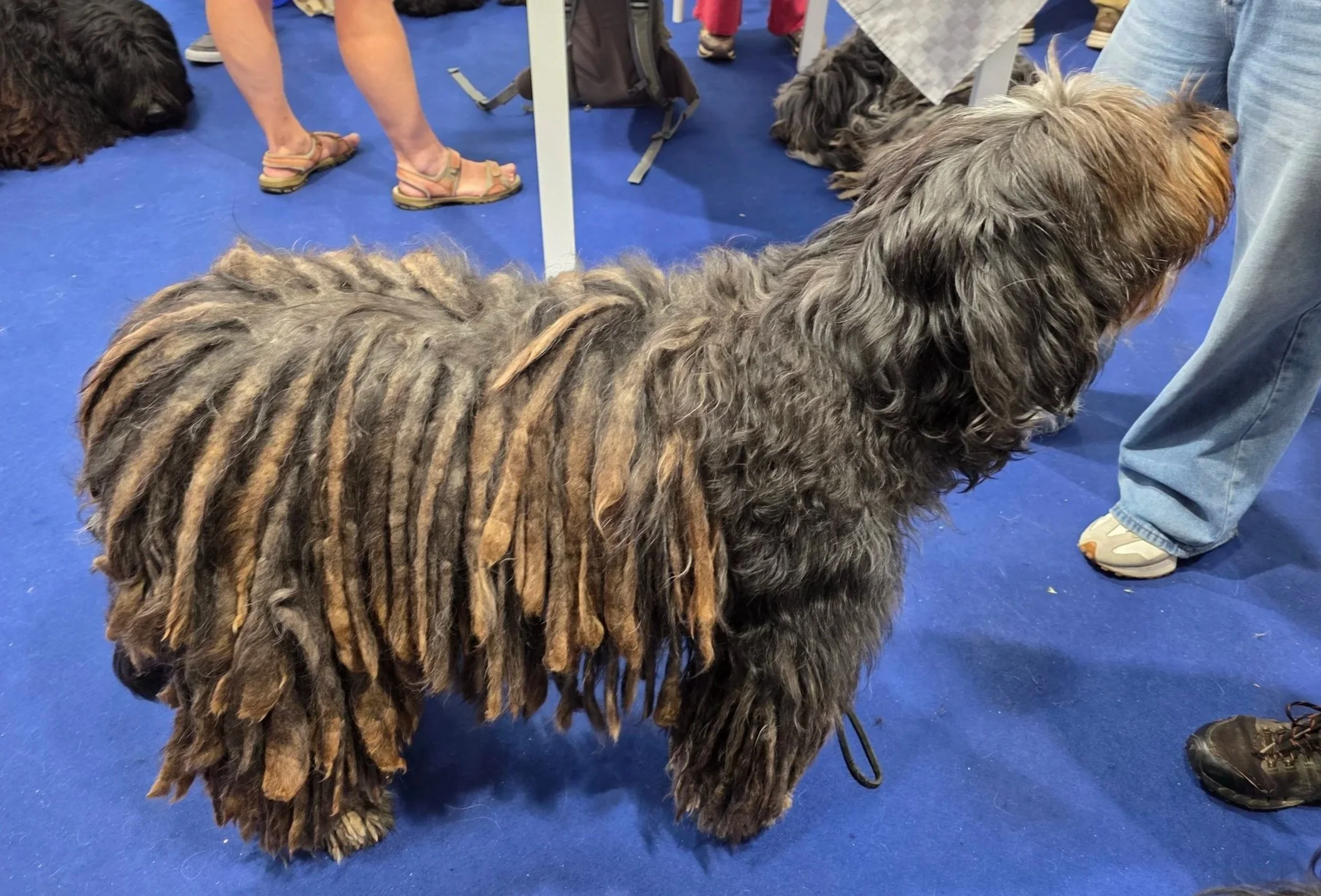 Bergamasco in Italy World Dog Show