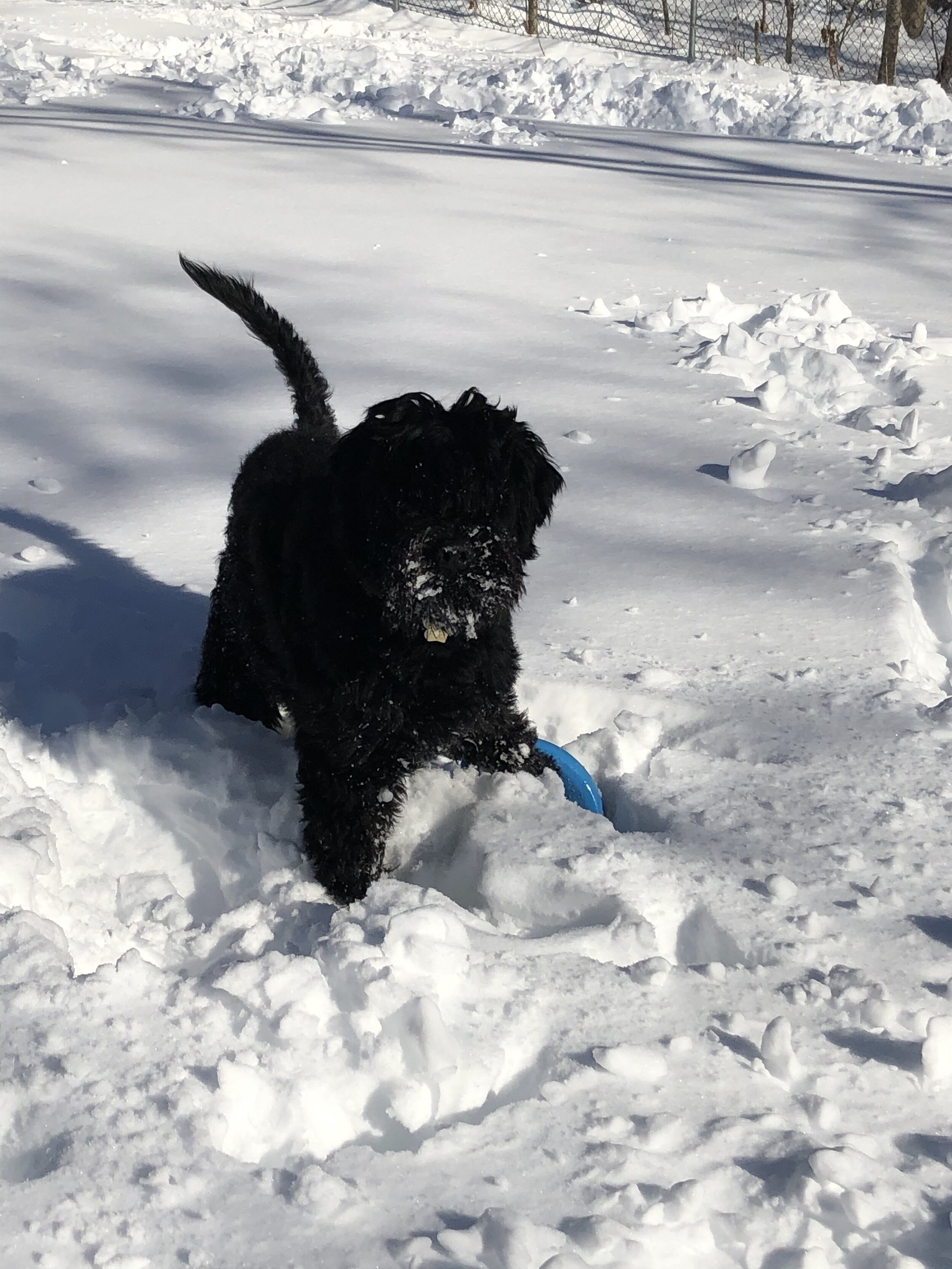 Black dog playing in the snow with a blue toy, surrounded by snow-covered ground and a chain-link fence in the background.