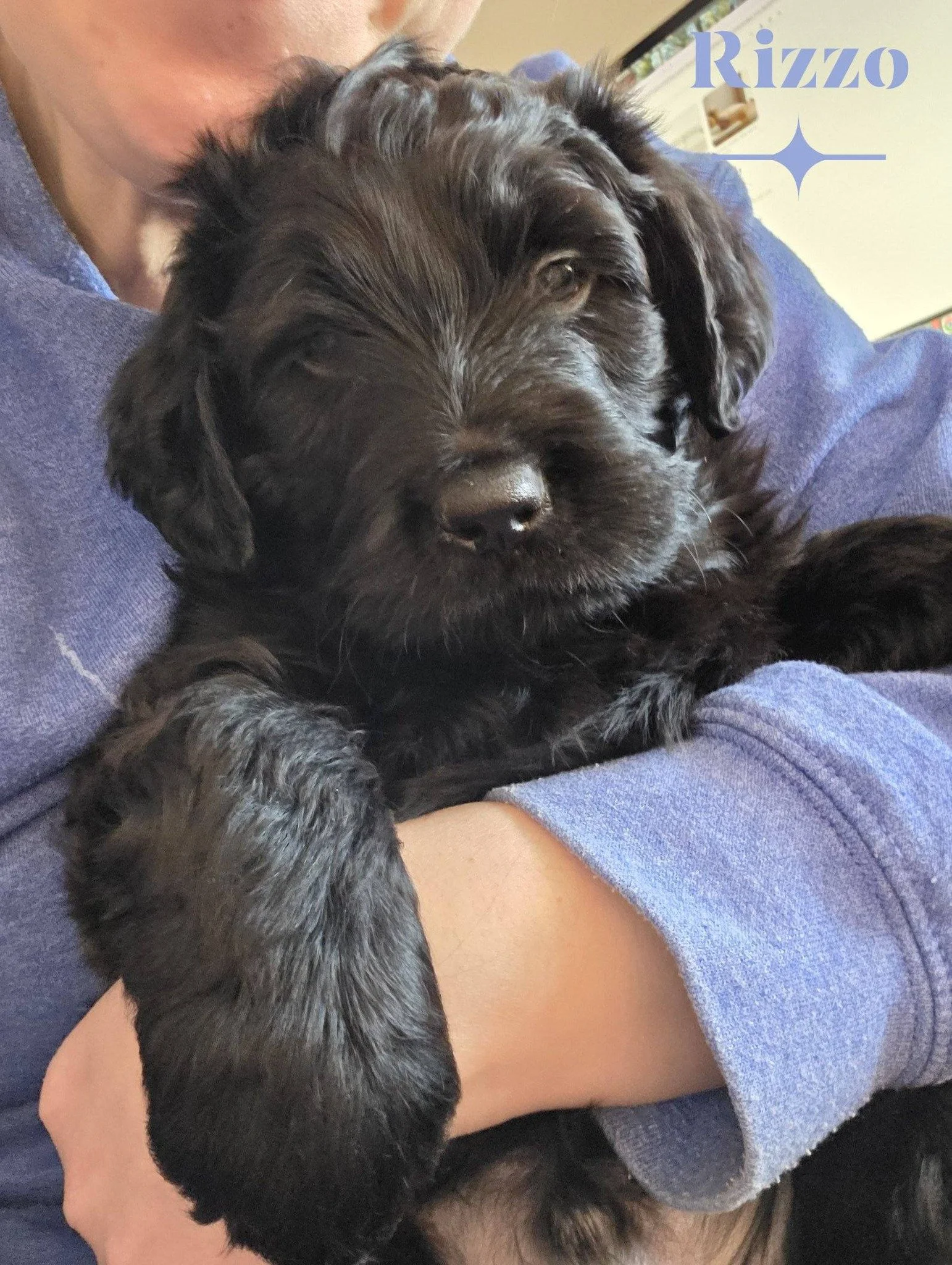 Socializing Your New Puppy Without Overdoing It