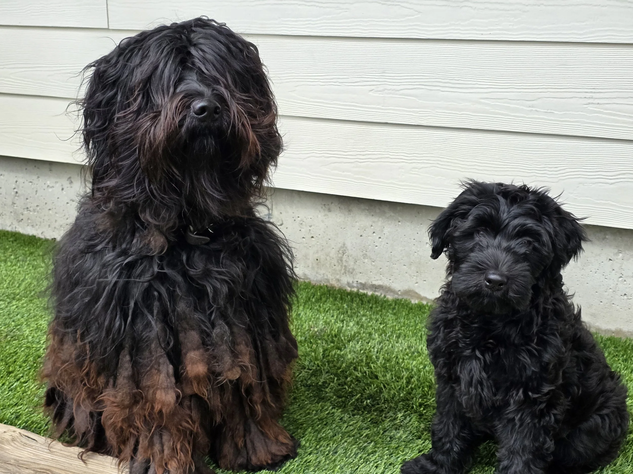 Bergamasco Puppies in Maine- what to expect from a preservation breeder