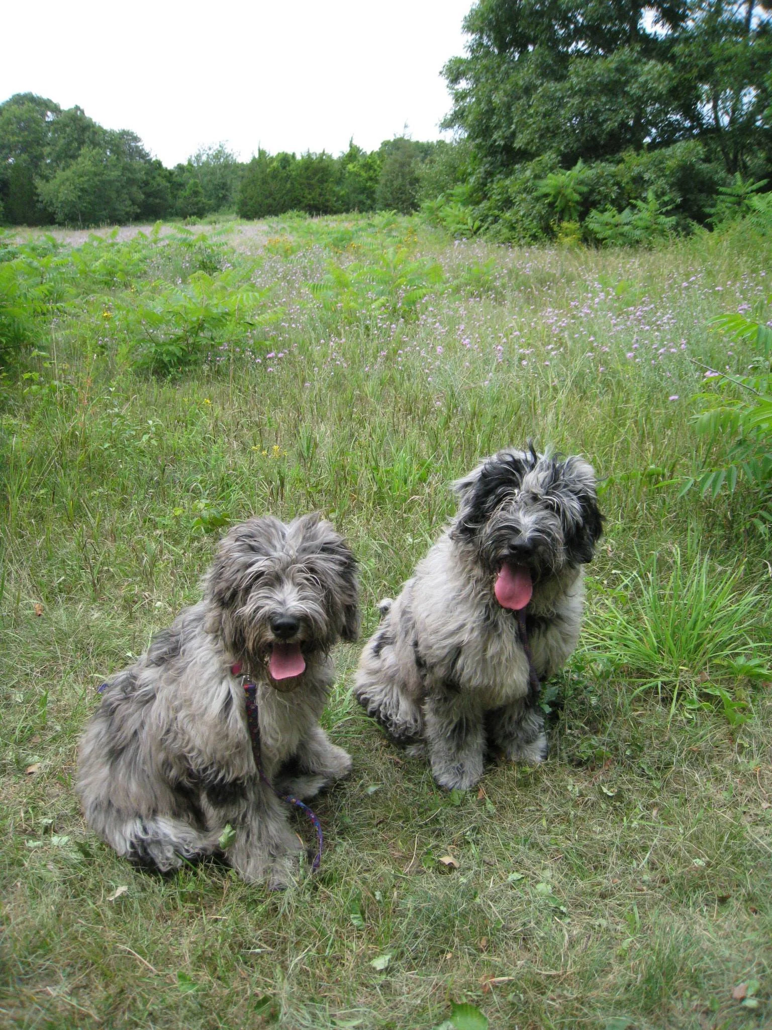 Why Large Breed Puppy Food Matters for Bergamascos