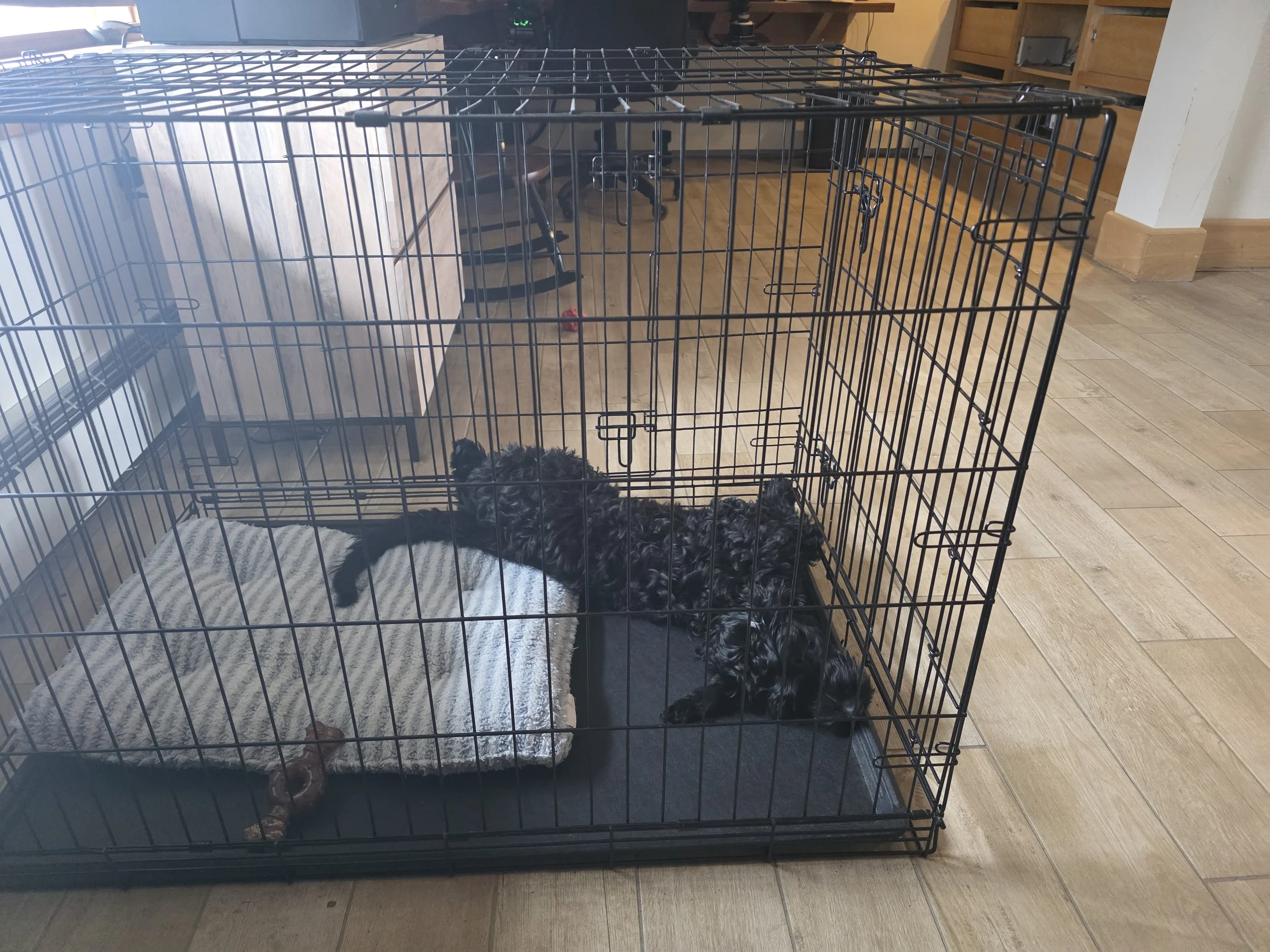 Crate Training Your Puppy: How to Build Confidence, Routine, and Security