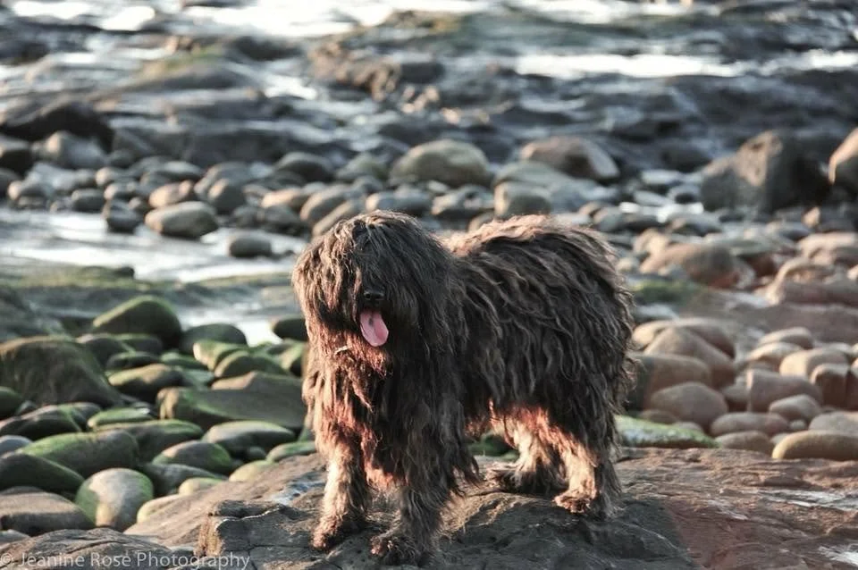 Drying a Bergamasco: The Part Nobody Warns You About