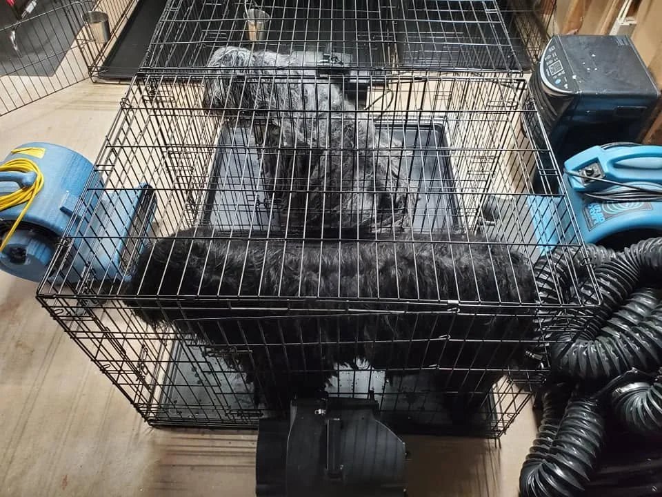 Best Dryers and Air Movers for Heavy Coated Dogs: What I Actually Use