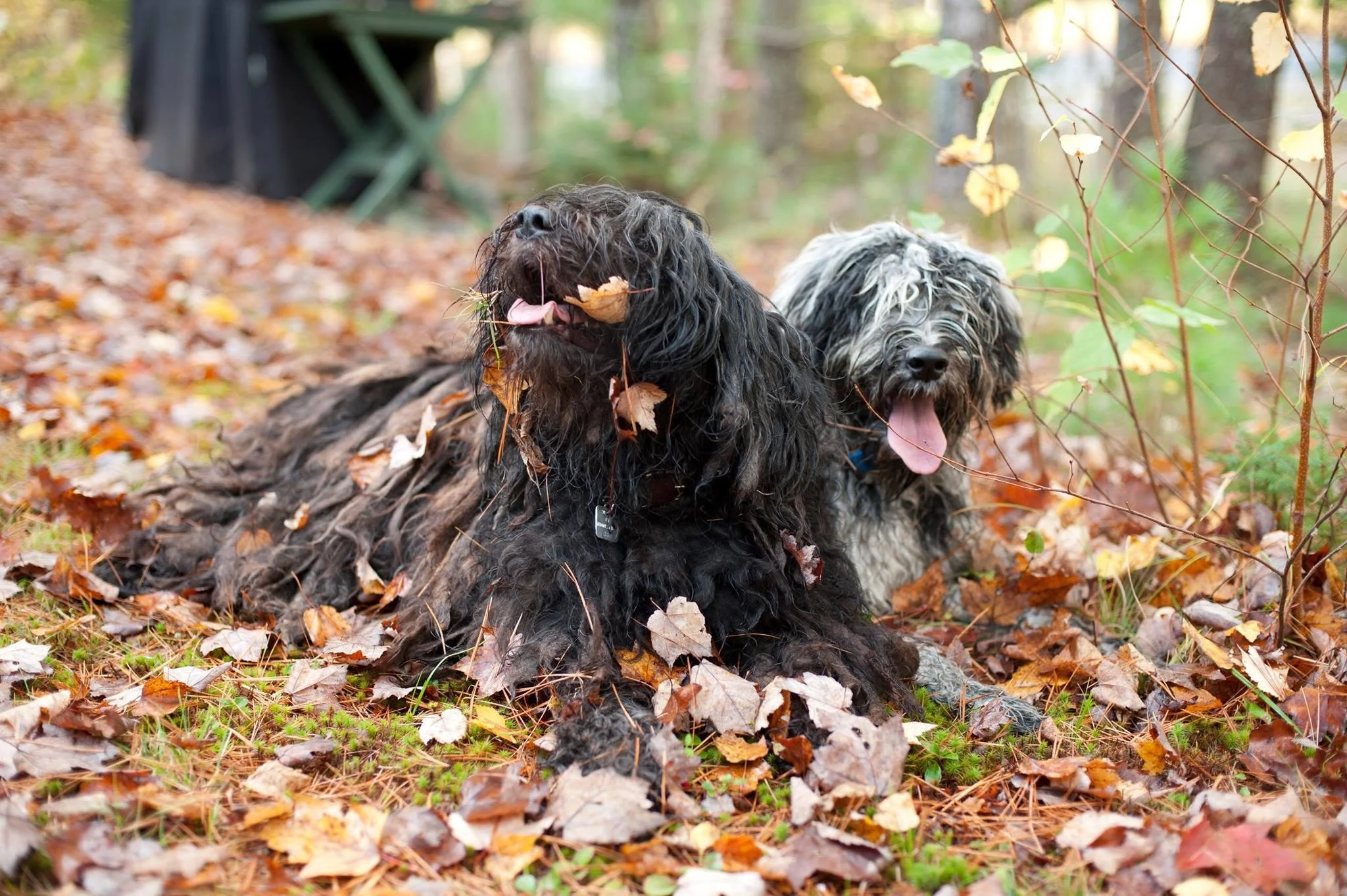 Bergamascos in the leaves