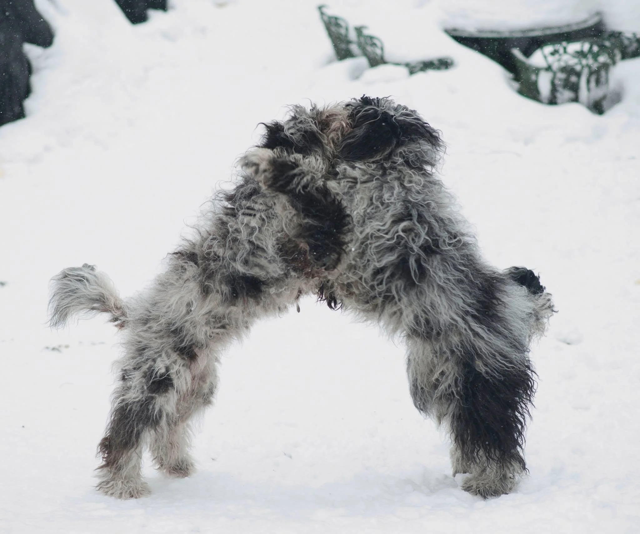 Bergamasco puppies playing in snow