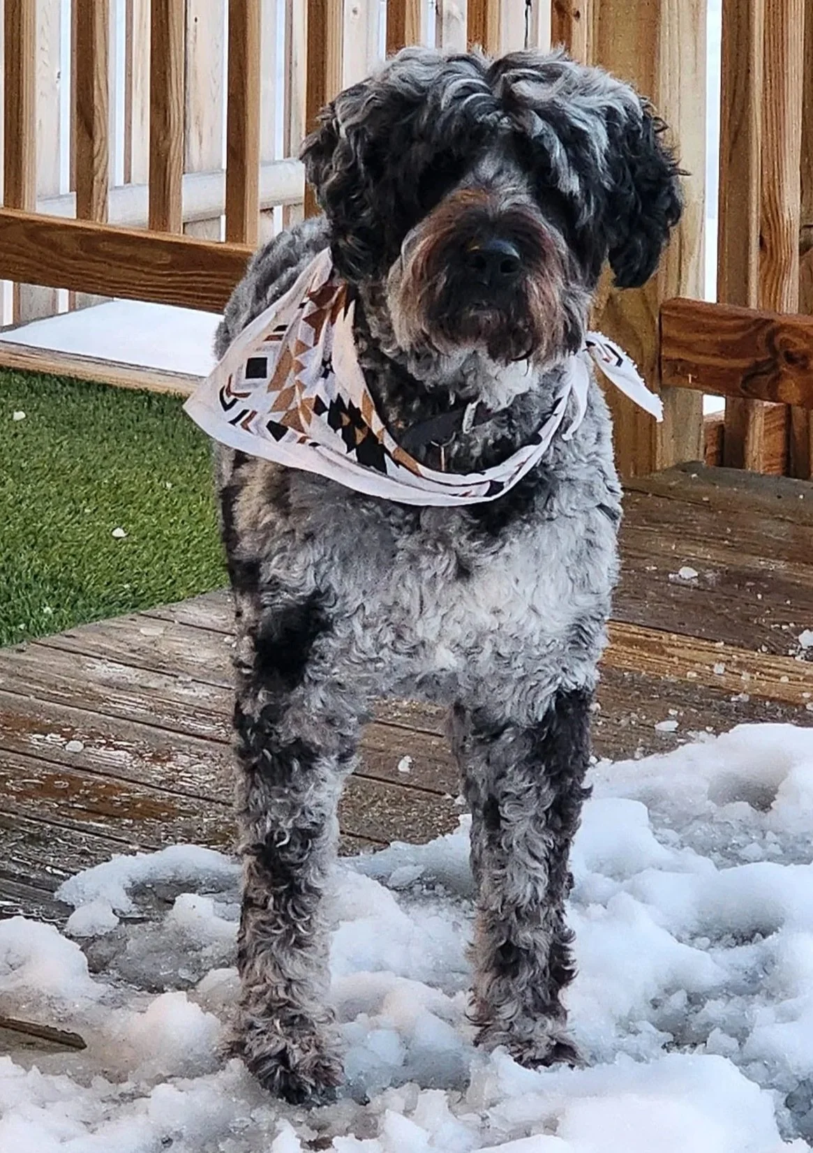 Adult Bergamasco in short coat