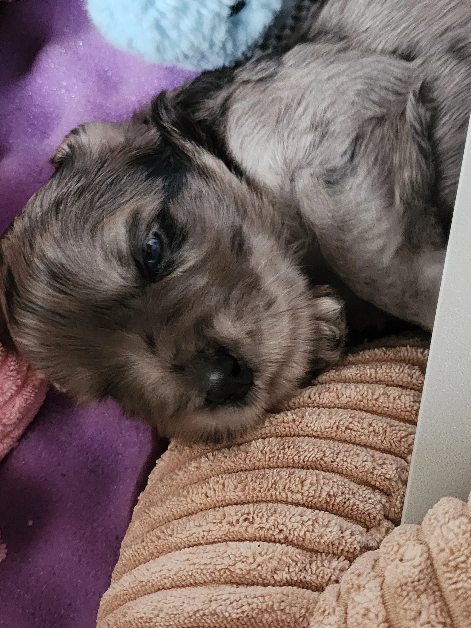 June 8th, 2025 GCHB Alp Angel's Martensa OA NAJ NF TKN x Alp Angel's Leonardo
One puppy