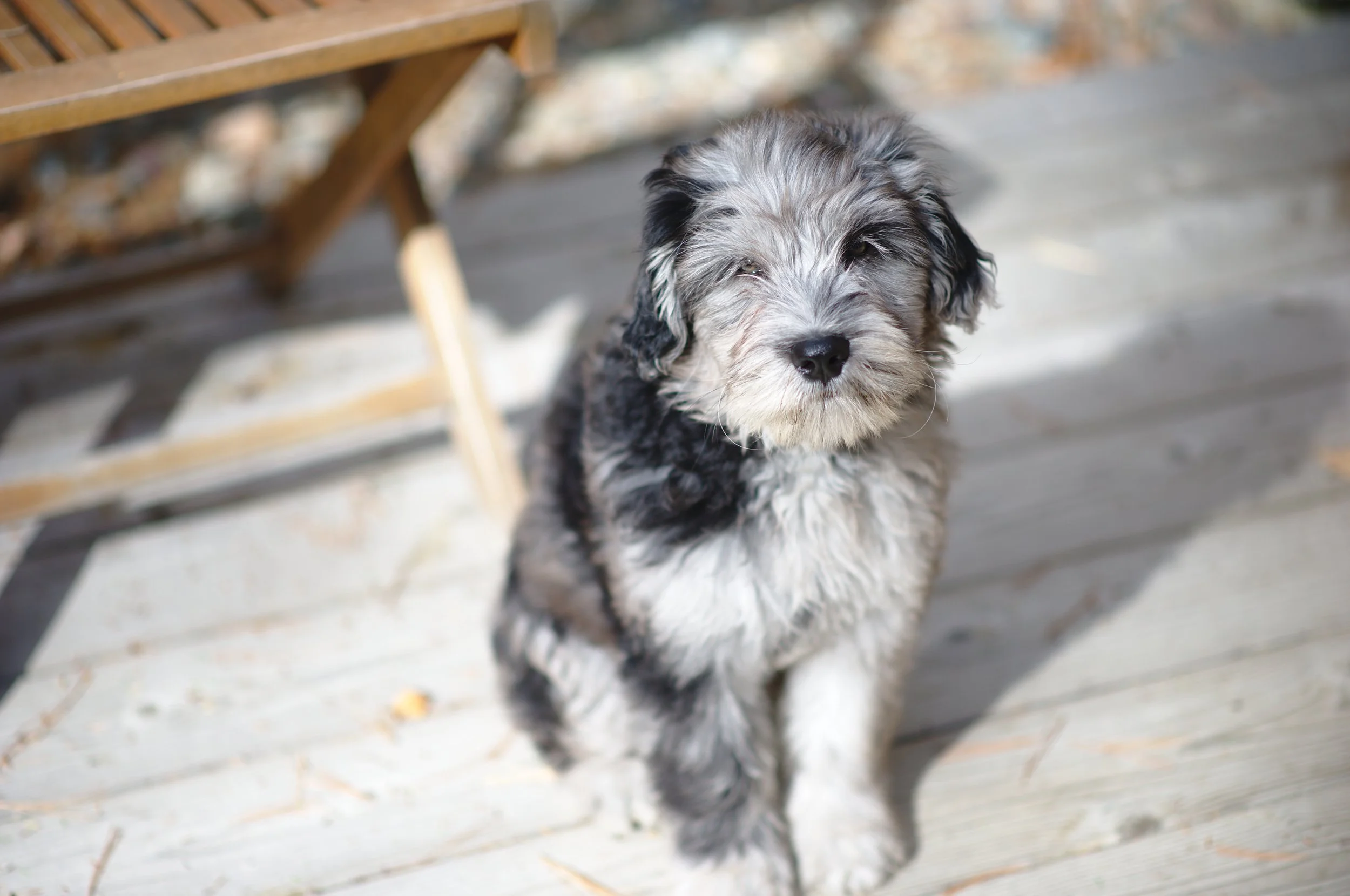 A young Australian Shepherd puppy with a black, gray, and white coat sitting on a wooden deck.