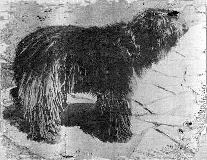 Alpino Di Valle Imagna Bergamasco 1949