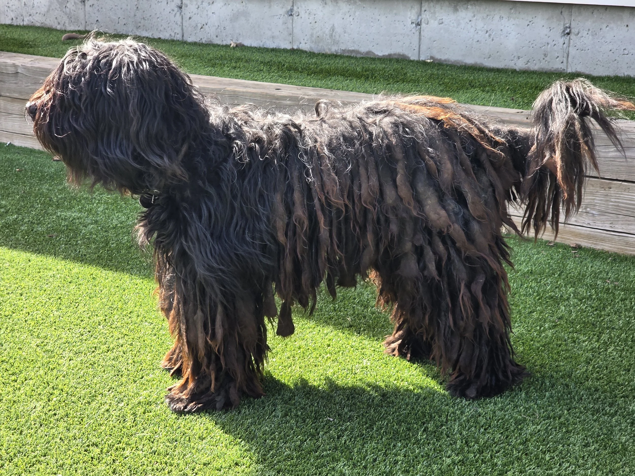 A black, long-haired dog sitting on grass near dried plants in a rural area.